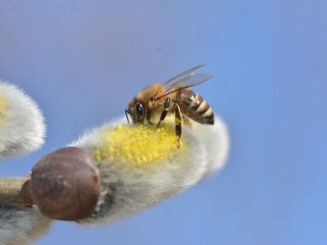 Dzień Pszczół w Bolimowskim Paku Krajobrazowym, 